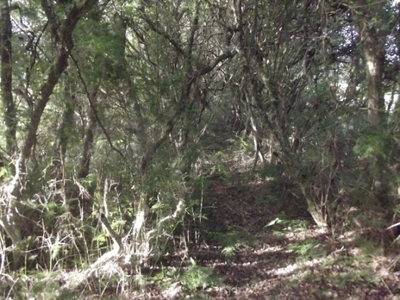 Imagem Chácara à Venda, 4.000 m² em águas Claras - Viamão