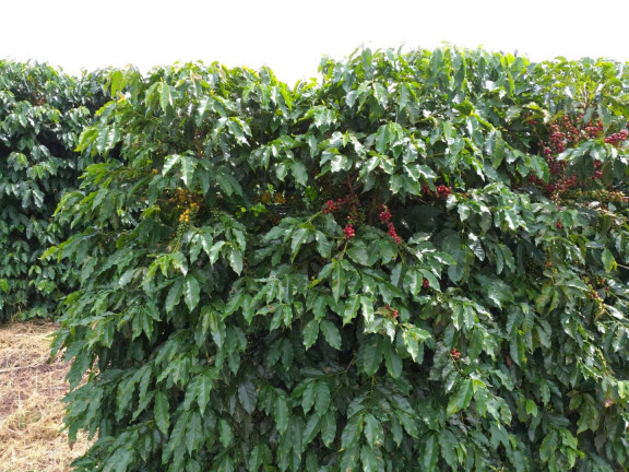 Imagem Fazenda à Venda, 60 m² em Piumhi Imagem Fazenda à Venda, 60 m² em Piumhi