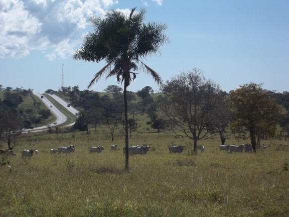 Imagem Fazenda à Venda, 222 m² em Zona Rural - Professor Jamil Imagem Fazenda à Venda, 222 m² em Zona Rural - Professor Jamil