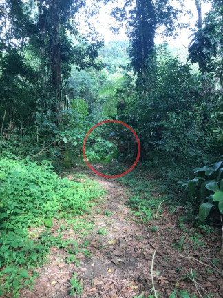 Imagem Terreno à Venda, 500 m² em Boiçucanga - São Sebastião Imagem Terreno à Venda, 500 m² em Boiçucanga - São Sebastião