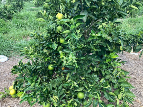 Imagem Fazenda à Venda, 121 m² em Rio Pardo - águas De Santa Bárbara Imagem Fazenda à Venda, 121 m² em Rio Pardo - águas De Santa Bárbara