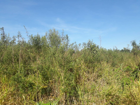 Imagem Terreno à Venda, 28.000 m² em Ortizes - Piedade Imagem Terreno à Venda, 28.000 m² em Ortizes - Piedade