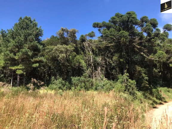 Imagem Imóvel com 3 Quartos à Venda, 30.000 m² em Zona Rural - Tijucas Do Sul