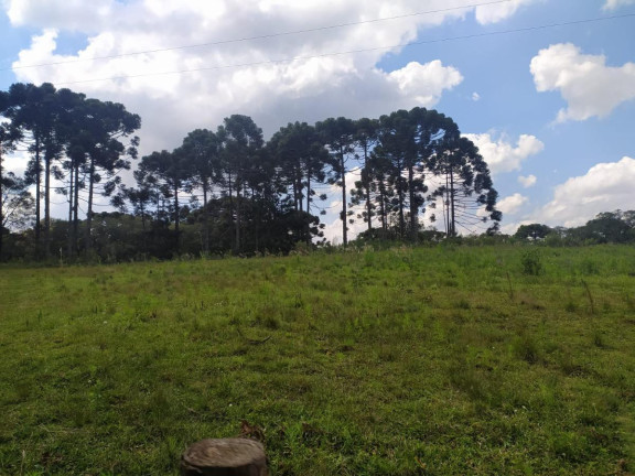 Imagem Terreno à Venda, 5.000 m² em Contenda - São José Dos Pinhais