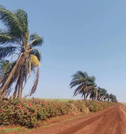 Imagem Chácara com 3 Quartos à Venda, 31.000 m² em Centro - Tamarana Imagem Chácara com 3 Quartos à Venda, 31.000 m² em Centro - Tamarana