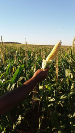 Imagem Fazenda à Venda, 632 m² em Rural - Echaporã