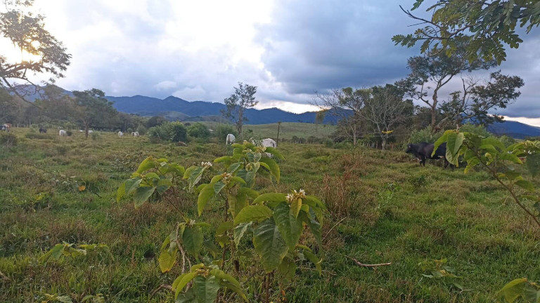 Imagem Fazenda à Venda, 100 m² em Estiva - Taubaté Imagem Fazenda à Venda, 100 m² em Estiva - Taubaté