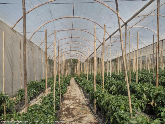 Imagem Chácara com 8 Quartos à Venda, 21.000 m² em Zona Rural - Caldas Imagem Chácara com 8 Quartos à Venda, 21.000 m² em Zona Rural - Caldas