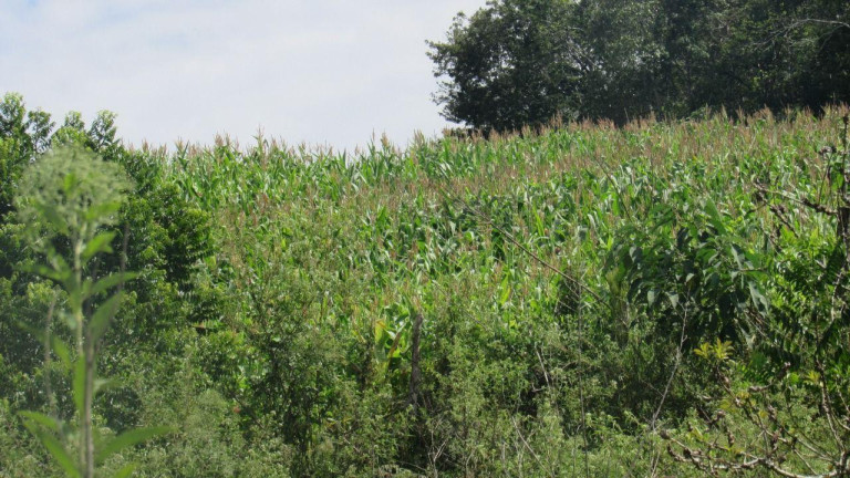 Imagem Terreno à Venda, 120.000 m² em Rural - Concórdia Imagem Terreno à Venda, 120.000 m² em Rural - Concórdia