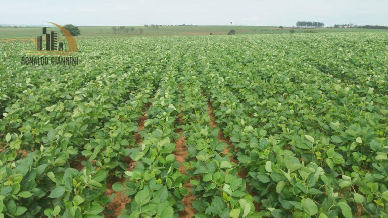 Fazenda à Venda, 15.294.400 m² em Centro - Assis