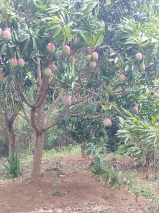 Imagem Chácara com 2 Quartos à Venda, 2.000 m² em Comunidade Urbana De Jaboticaba - Guarapari Imagem Chácara com 2 Quartos à Venda, 2.000 m² em Comunidade Urbana De Jaboticaba - Guarapari