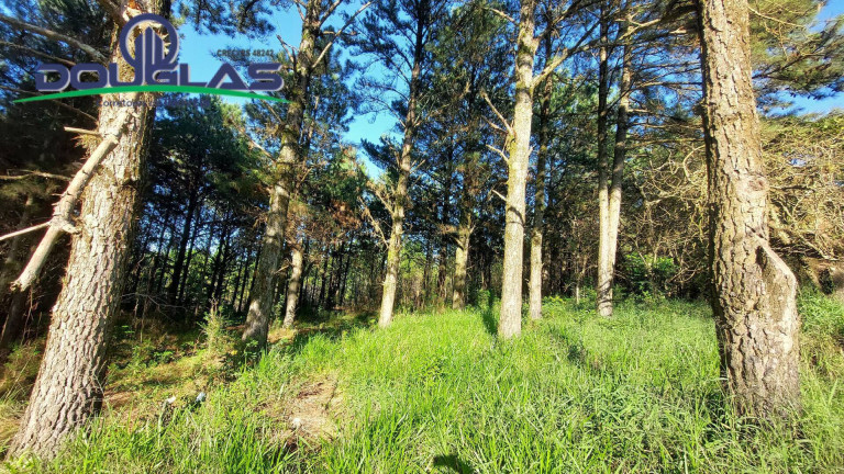Imagem Terreno à Venda, 3.100 m² em São Tomé - Viamão
