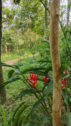 Imagem Chácara à Venda, 4 m² em Estrada Arroio Passo Fundo - Gravataí Imagem Chácara à Venda, 4 m² em Estrada Arroio Passo Fundo - Gravataí