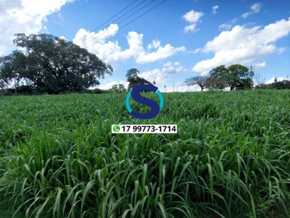 Imagem Chácara à Venda, 35 m² em Rural. - Indiaporã Imagem Chácara à Venda, 35 m² em Rural. - Indiaporã