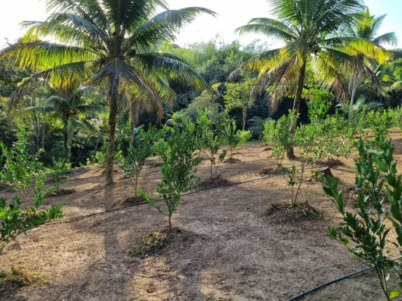 Imagem Imóvel à Venda, 12.000 m² em Zona Rural - Camaçari