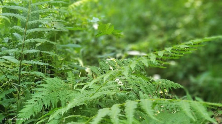 Imagem Terreno à Venda, 500.000 m² em Florada Raizes - Cotia Imagem Terreno à Venda, 500.000 m² em Florada Raizes - Cotia