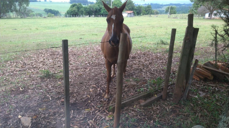 Imagem Fazenda à Venda, 42 m² em Rural - Avaré
