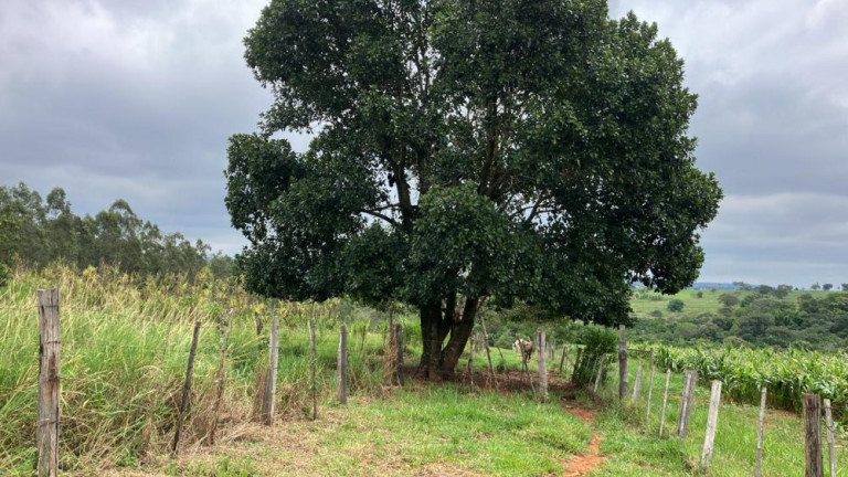 Imagem Imóvel à Venda, 60.500 m² em área Rural De Fernão - Fernão Imagem Imóvel à Venda, 60.500 m² em área Rural De Fernão - Fernão