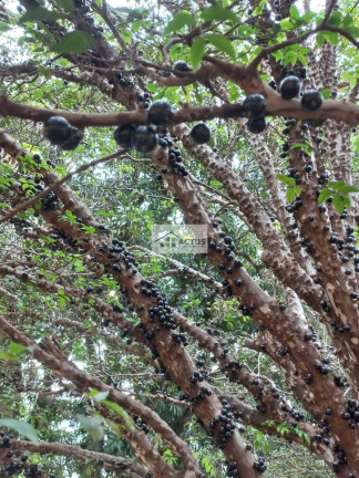 Imagem Chácara à Venda, 20.000 m² em Campo Verde - Mário Campos