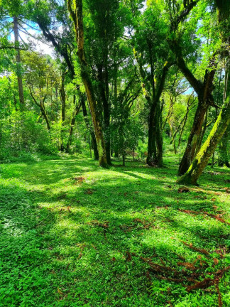 Imagem Chácara com 1 Quarto à Venda, 6.050 m² em Jardim Bela Vista - Balsa Nova