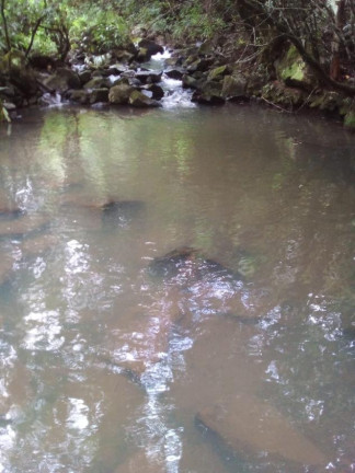 Imagem Chácara à Venda, em Lagoa Dos Barros - Santo Antônio Da Patrulha Imagem Chácara à Venda, em Lagoa Dos Barros - Santo Antônio Da Patrulha