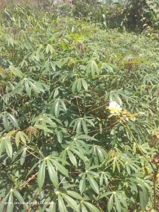 Imagem Chácara à Venda, em Consultar - Ibiúna Imagem Chácara à Venda, em Consultar - Ibiúna