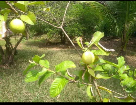 Imagem Fazenda à Venda, 15.000 m² em Bonsucesso - Saquarema