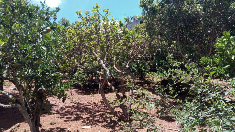 Imagem Chácara com 4 Quartos à Venda, 350 m² em Balneário água Limpa - Nova Lima Imagem Chácara com 4 Quartos à Venda, 350 m² em Balneário água Limpa - Nova Lima