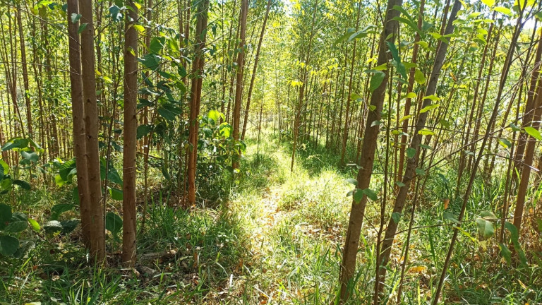 Imagem Chácara com 1 Quarto à Venda, 200 m² em Mirandão - Paraibuna