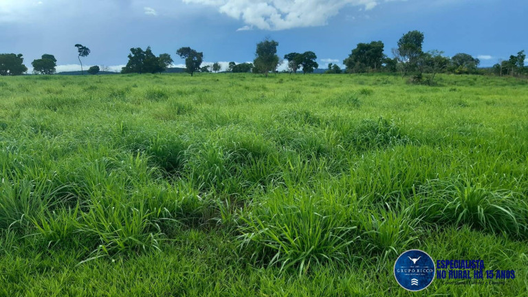 Imagem Fazenda à Venda, 75 m² em Zona Rural - Mozarlândia Imagem Fazenda à Venda, 75 m² em Zona Rural - Mozarlândia