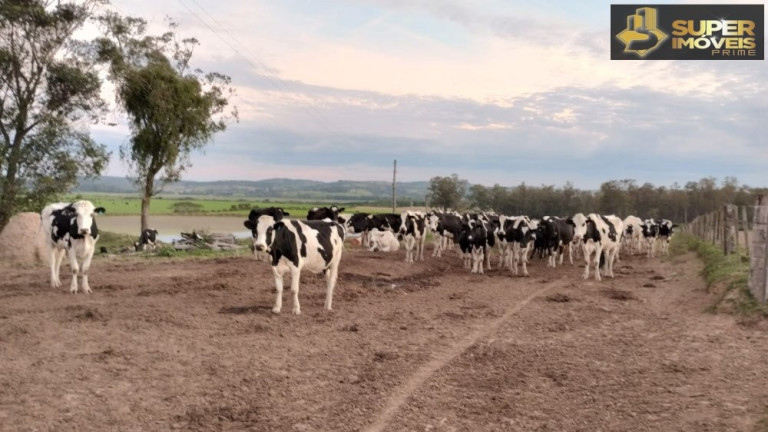 Imagem Imóvel com 3 Quartos à Venda, 660.000 m² em Zona Rural - Capão Do Leão