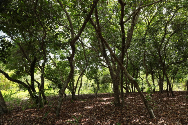 Imagem Terreno à Venda, 19 m² em Barra Do Cunhaú - Canguaretama Imagem Terreno à Venda, 19 m² em Barra Do Cunhaú - Canguaretama