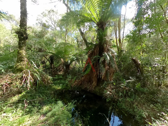 Imagem Fazenda à Venda, 20.000 m² em Jordão - Guarapuava Imagem Fazenda à Venda, 20.000 m² em Jordão - Guarapuava