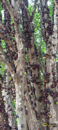 Chácara à Venda, 1.150 m² em Chácaras Meu Cantinho - Monte Mor
