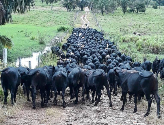 Imagem Fazenda à Venda, em Juara Imagem Fazenda à Venda, em Juara