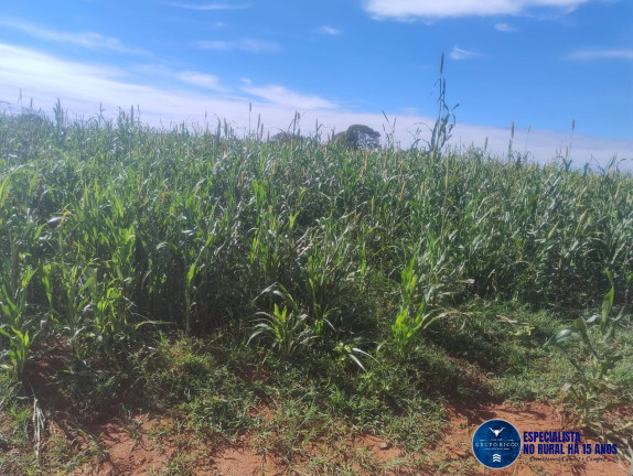Imagem Fazenda à Venda, 219 m² em Zona Rural - Montes Claros De Goiás Imagem Fazenda à Venda, 219 m² em Zona Rural - Montes Claros De Goiás