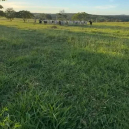 Imagem Fazenda à Venda, 29 m² em Setor Central - Ipameri Imagem Fazenda à Venda, 29 m² em Setor Central - Ipameri