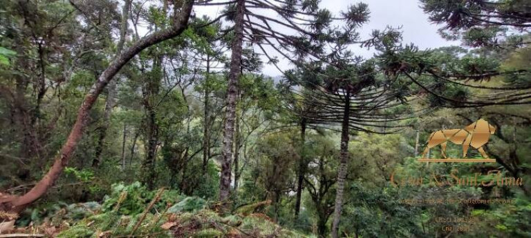 Imagem Terreno à Venda, 5.170 m² em Descansópolis - Campos Do Jordão Imagem Terreno à Venda, 5.170 m² em Descansópolis - Campos Do Jordão