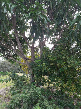 Imagem Chácara com 2 Quartos à Venda, 20 m² em Cocalzinho De Goiás Imagem Chácara com 2 Quartos à Venda, 20 m² em Cocalzinho De Goiás