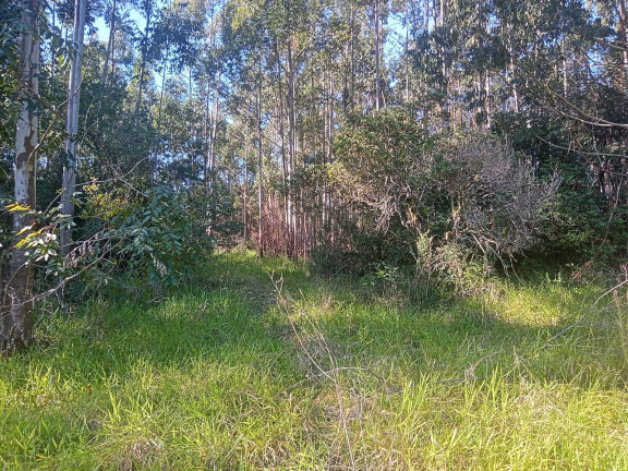 Imagem Chácara à Venda, 29.000 m² em Pimenta - Viamão