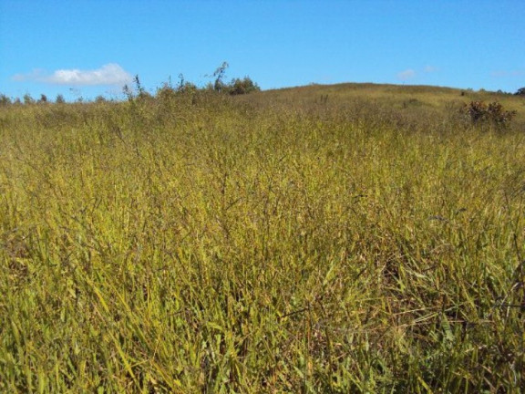 Imagem Imóvel com 2 Quartos à Venda, 266.200 m² em Zona Rural - Jacui