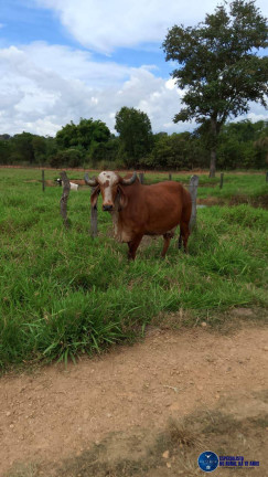 Imagem Chácara à Venda, 5 m² em Zona Rural - Mairipotaba Imagem Chácara à Venda, 5 m² em Zona Rural - Mairipotaba