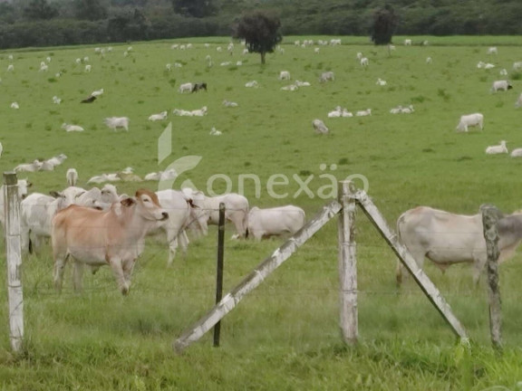 Imagem Fazenda à Venda, 90 m² em Braço Grande - Miracatu Imagem Fazenda à Venda, 90 m² em Braço Grande - Miracatu