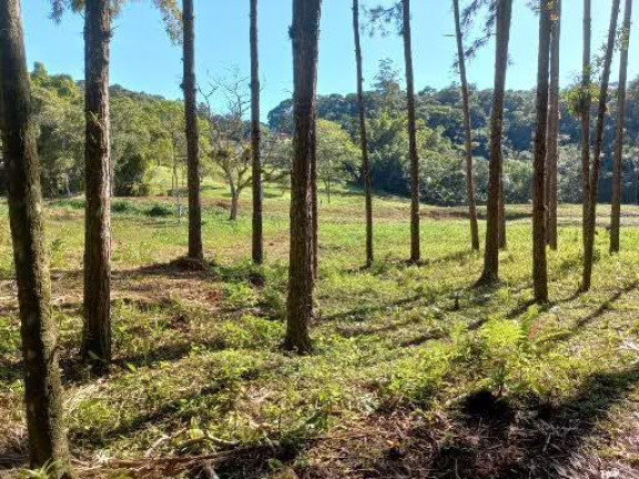 Imagem Imóvel com 4 Quartos à Venda, 68.000 m² em Centro - Morretes Imagem Imóvel com 4 Quartos à Venda, 68.000 m² em Centro - Morretes