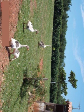 Imagem Imóvel com 2 Quartos à Venda, 42.350 m² em Sitio Novo - Artur Nogueira Imagem Imóvel com 2 Quartos à Venda, 42.350 m² em Sitio Novo - Artur Nogueira