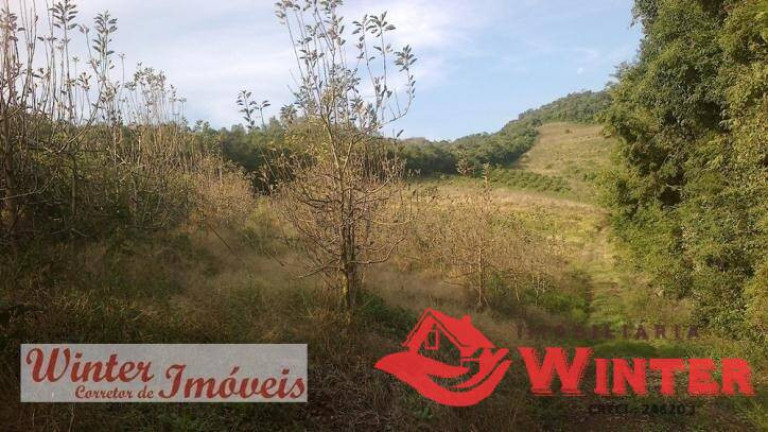 Imagem Chácara à Venda, 8 m² em Picada Cara - Feliz Imagem Chácara à Venda, 8 m² em Picada Cara - Feliz