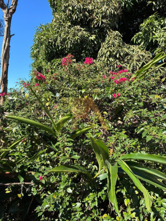 Imagem Fazenda à Venda, 120 m² em Arroio Do Rosa - Imbituba Imagem Fazenda à Venda, 120 m² em Arroio Do Rosa - Imbituba