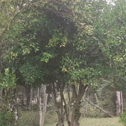 Imagem Imóvel com 3 Quartos à Venda, em Antonio Olinto - Antônio Olinto Imagem Imóvel com 3 Quartos à Venda, em Antonio Olinto - Antônio Olinto