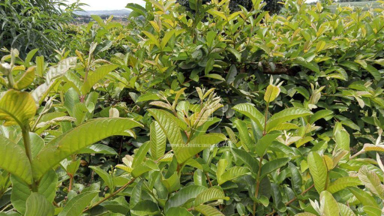 Imagem Fazenda à Venda, 870 m² em Aranha - Brumadinho Imagem Fazenda à Venda, 870 m² em Aranha - Brumadinho