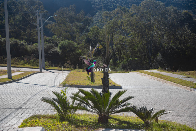 Imagem Terreno à Venda, 187 m² em Planalto - Santana Do Livramento
